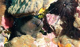 Thailand 2015 - Ko Tao - Murene javanaise - Gymnothorax javanicus _IMG_3551_rc